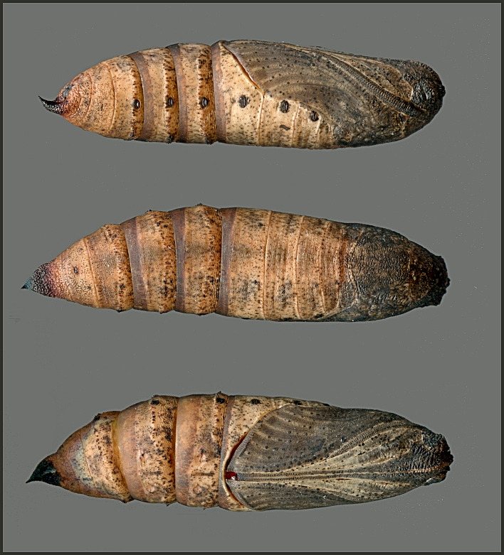 Pupa of Deilephila rivularis, Gilgit-Baltistan, Pakistan, 2018, leg. Serge Yevdoshenko. Photo: © Tony Pittaway.