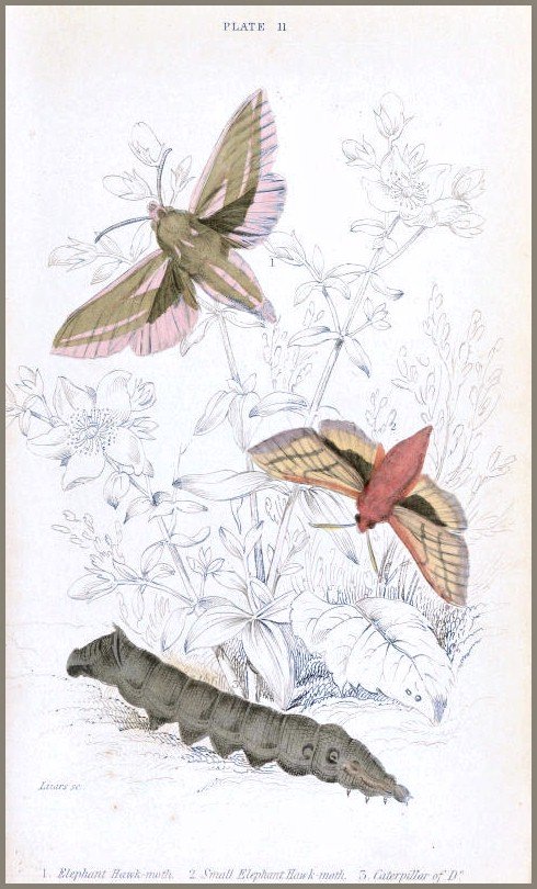 A plate from Duncan (1836).
