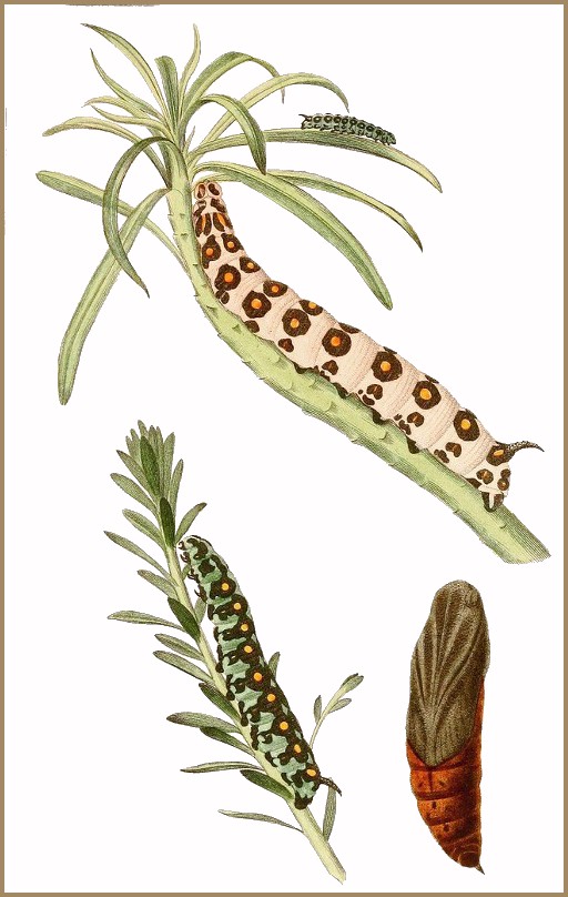 A plate from Duponchel & Guenée (1849).