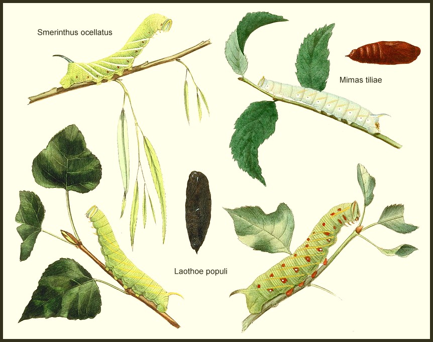 A plate from Duponchel & Gune (1849).