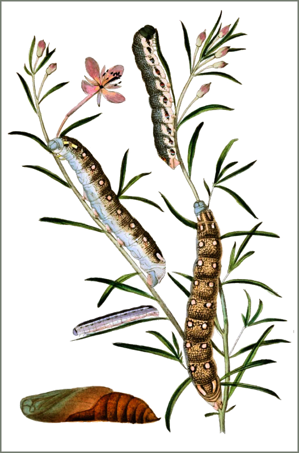 A plate from Duponchel & Guenée (1849).