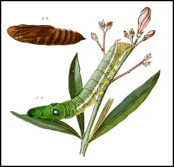 Part of a plate from Duponchel & Guenée (1849).
