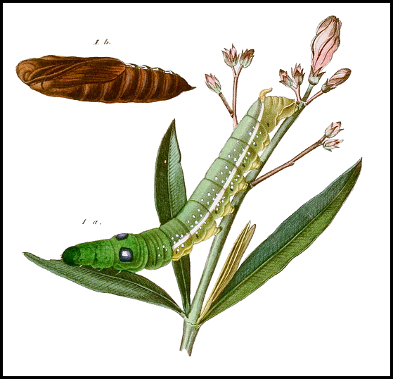 1 x Daphnis nerii, Oleander Hawk-Moth