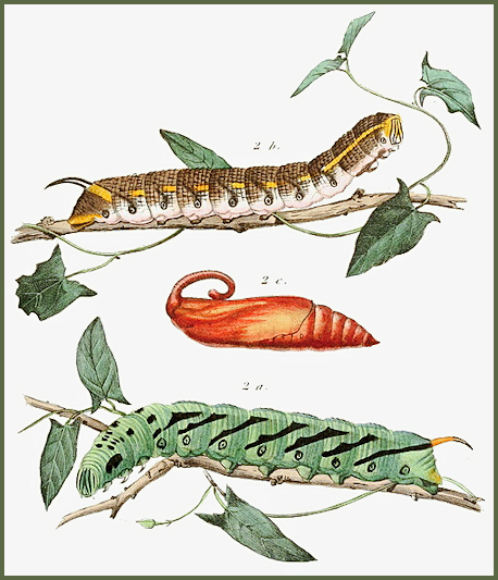 Part of a plate from Duponchel & Guénée (1849), with full-grown larvae.