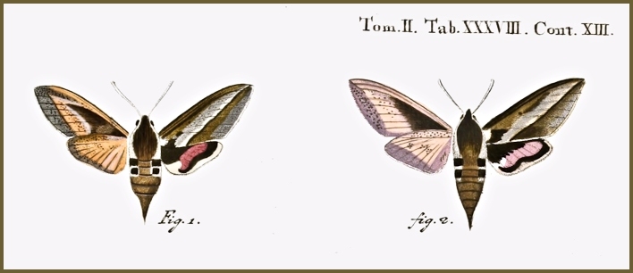 Part of a plate from Esper (1789), showing the type of Hyles hippophaes hippophaes.