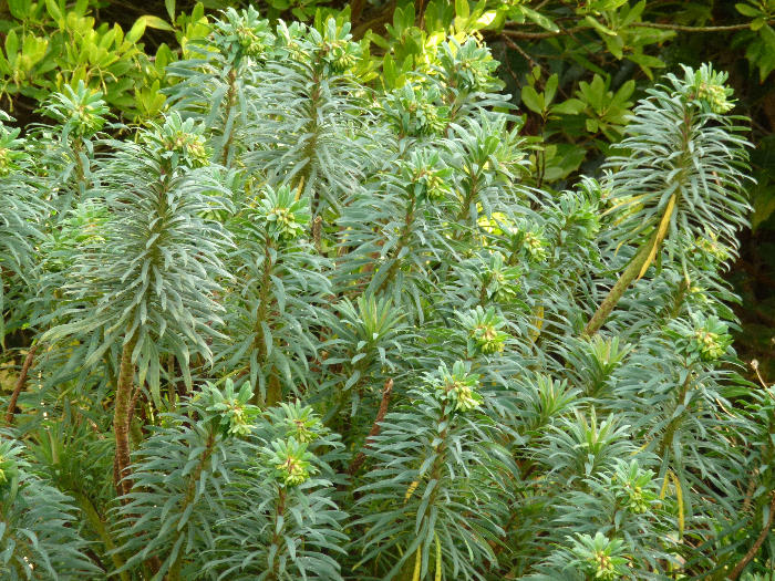 Euphorbia characias, a major hostplant in Turkey. Photo: © Tony Pittaway.