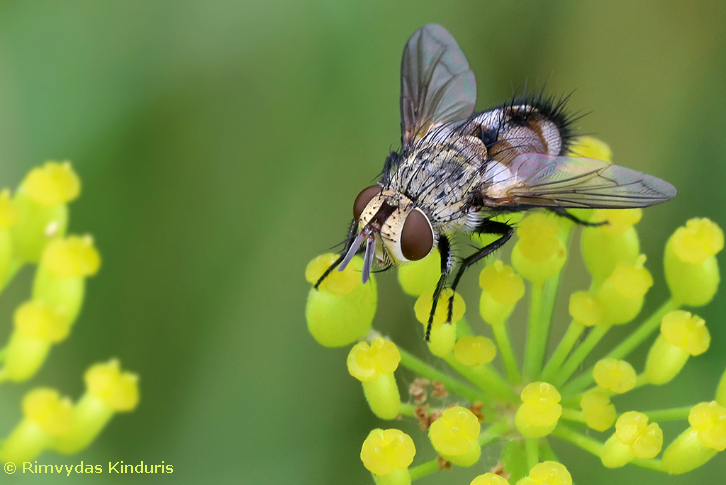 Adult of Frontina laeta, Lithuania, 17.vii.2022. Photo: © Rimvydas Kinduris.