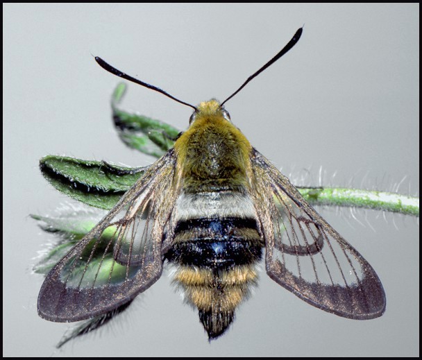 Hemaris aksana, Morocco. Photo: © Tony Pittaway.