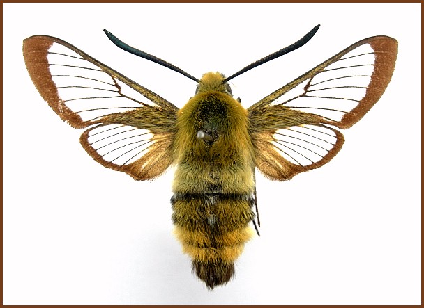 Male Hemaris aksana, Ifrane, Morocco. Photo: © Tony Pittaway.