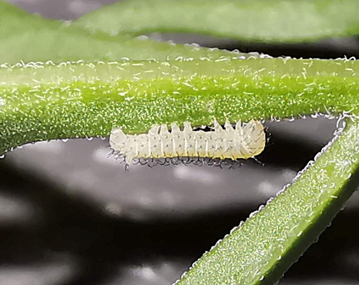 First instar larva of Hemaris alaiana, near Bishkek, Kyrgyzstan. Photo: © Serge Yevdoshenko, 2019.