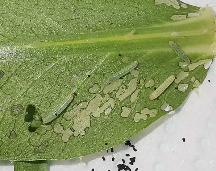 Early and late first instar larva of Hemaris alaiana, near Bishkek, Kyrgyzstan. Photo: © Serge Yevdoshenko, 2019.