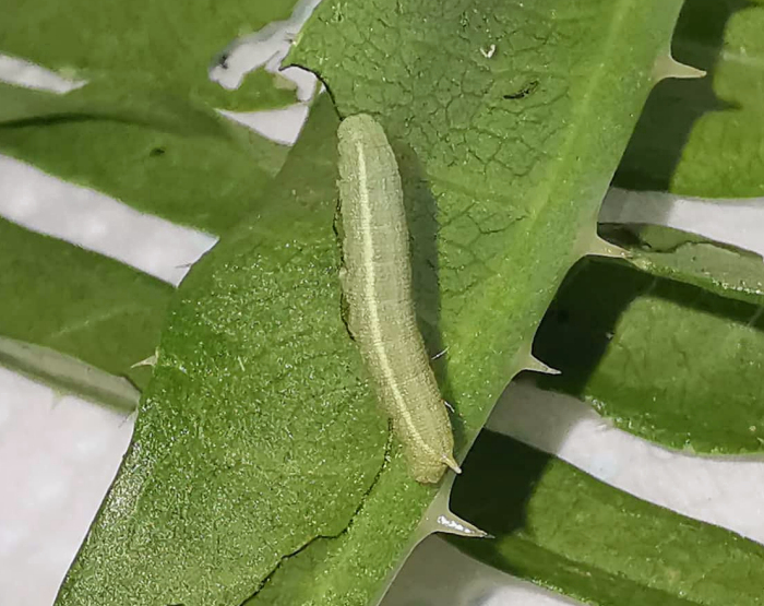 Third instar larva of Hemaris alaiana, near Bishkek, Kyrgyzstan. Photo: © Serge Yevdoshenko, 2019.