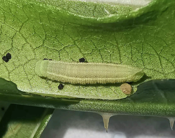 Fourth instar larva of Hemaris alaiana, near Bishkek, Kyrgyzstan. Photo: © Serge Yevdoshenko, 2019.