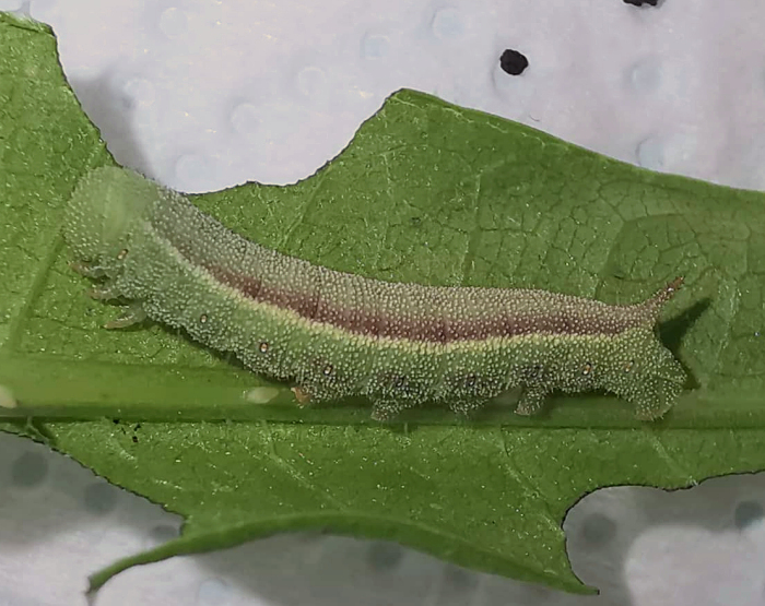 Early final instar larva of Hemaris alaiana, near Bishkek, Kyrgyzstan. Photo: © Serge Yevdoshenko, 2019.