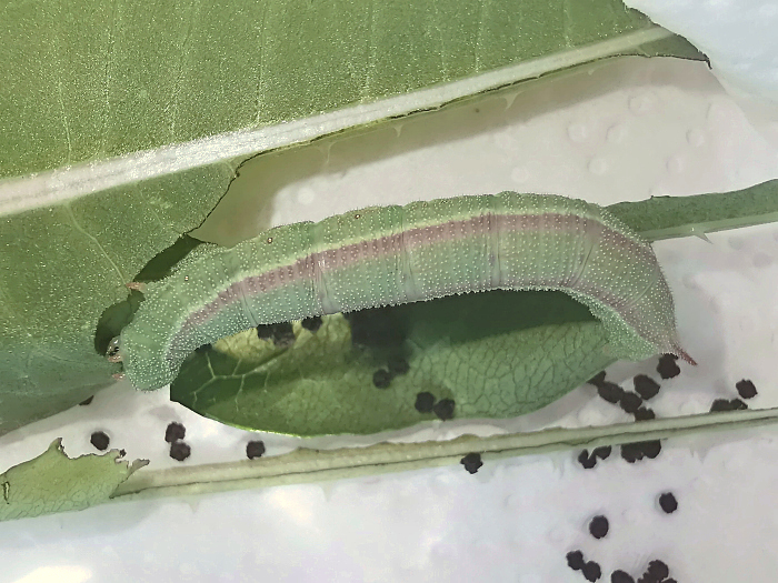 Late final instar larva of Hemaris alaiana, near Bishkek, Kyrgyzstan. Photo: © Serge Yevdoshenko, 2019.