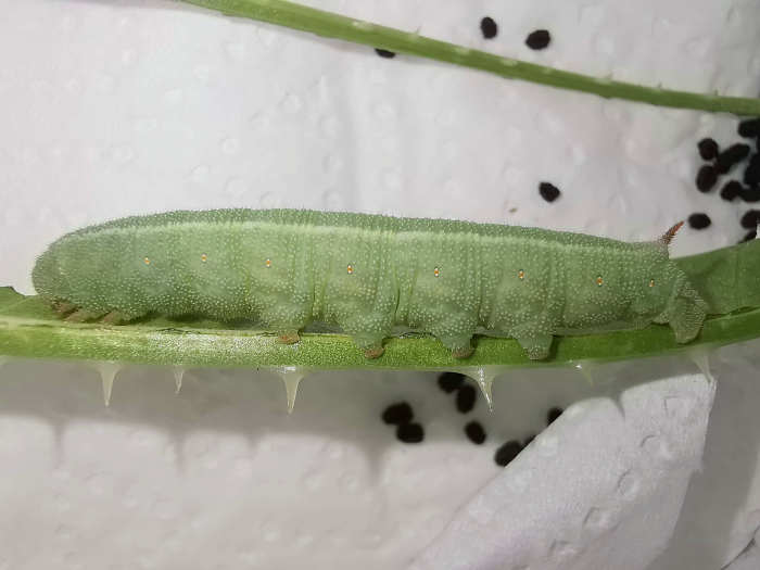 Late final instar larva of Hemaris alaiana (without red coloration), near Bishkek, Kyrgyzstan. Photo: © Serge Yevdoshenko, 2019.