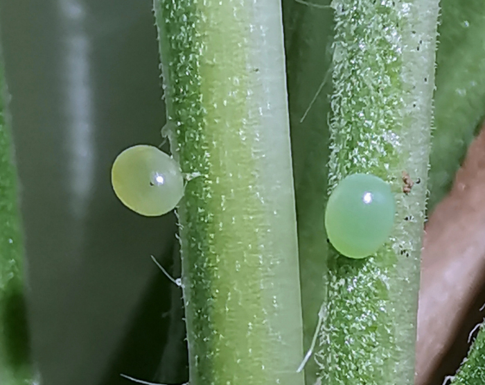 Eggs of Hemaris alaiana, near Bishkek, Kyrgyzstan. Photo: © Serge Yevdoshenko, 2019.