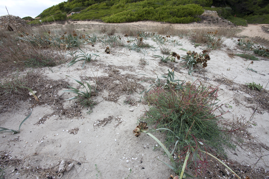 Typical habitat of Hyles dahlii, Menorca. Photo: © Frank Deschandol.