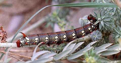 Larva of Hyles dahlii, Mallorca. Photo: © Jan Meerman.