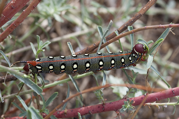 Larva of Hyles dahlii, Menorca. Photo: © Frank Deschandol.