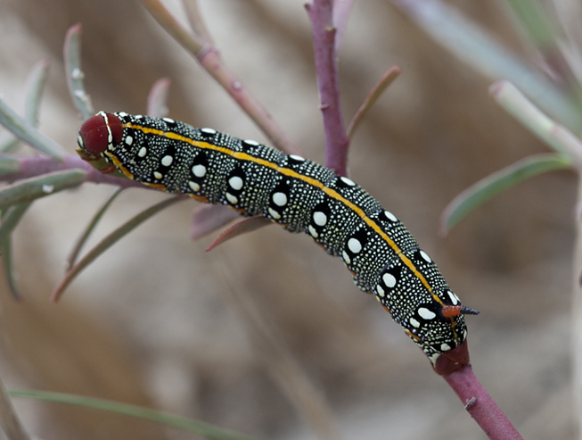 Larva of Hyles dahlii, Menorca. Photo: © Frank Deschandol.