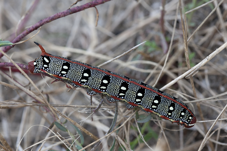 Larva of Hyles dahlii, Menorca. Photo: © Frank Deschandol.