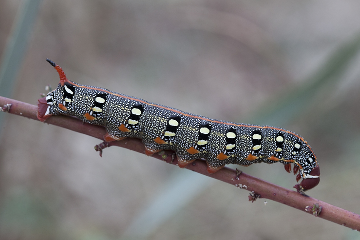 Larva of Hyles dahlii, Menorca. Photo: © Frank Deschandol.