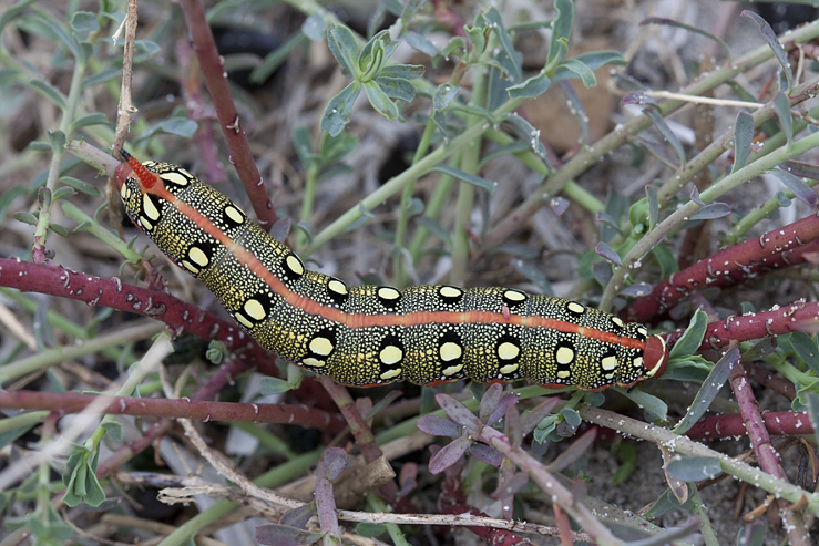 Larva of Hyles dahlii, Menorca. Photo: © Frank Deschandol.