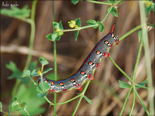 Larva of Hyles dahlii, S'Albufera, Mallorca. Photo: © 'Flickr Quickr'.