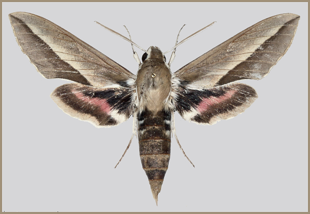 Male Hyles hippophaes bienerti f. baltistana, Sudhan Gali, Bagh District, Azad Kashmir, Pakistan, 7000', vii. 2012. Leg. Abdul Azeemi. Photo: © Mark Vincent.