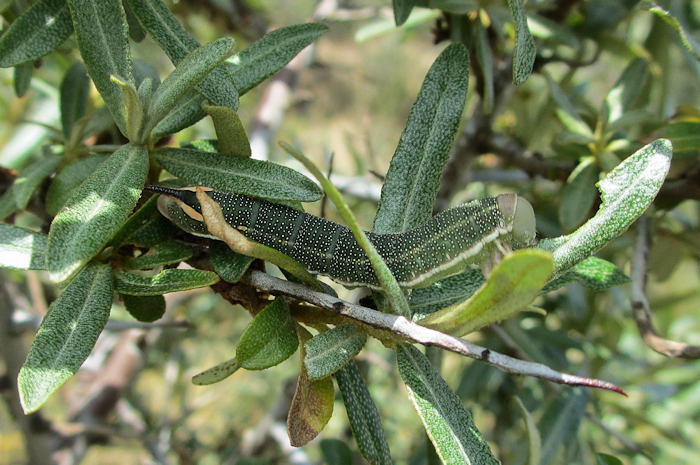 Near full-grown larva Hyles hippophaes bienerti on Hippophae rhamnoides, ex Crimea, Ukraine. Photo: © Pascal Rgnier.