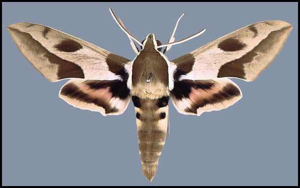 Male Hyles nicaea castissima, Puits Baba, Algeria.