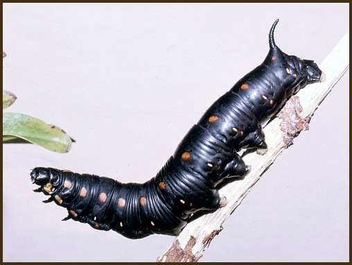 Black larval form of Hyles nicaea castissima, Algeria. Photo: © Tony Pittaway.