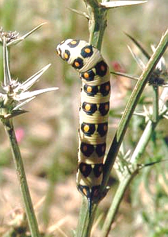 Pale larval form of Hyles nicaea castissima, High Atlas mountains, Morocco. Photo: © Brigitte Gennin.