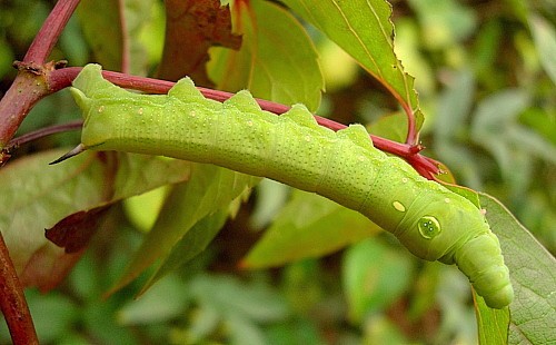 Full-grown green form larva of Hippotion celerio, Malta. Photo: © Tony Pittaway