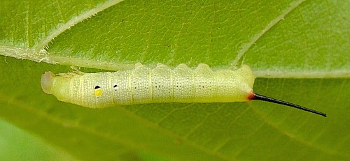 Second instar larva of Hippotion celerio, Malta. Photo: © Tony Pittaway.