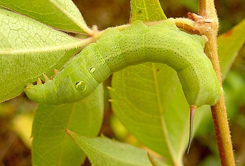 Fourth instar larva of Hippotion celerio, Malta. Photo: © Tony Pittaway.