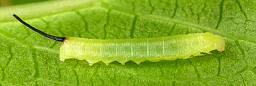 First instar larva of Hippotion celerio. Photo: © Mark Boddington.