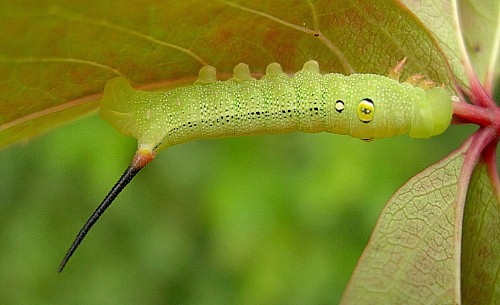 Immature fourth instar larva of Hippotion celerio, Malta. Photo: © Tony Pittaway.