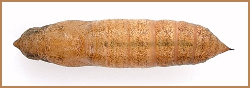 Pupa of Hippotion celerio (dorsal view), Malta. Photo: © Tony Pittaway