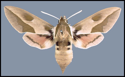 Female Hyles centralasiae, Achal-Teke region, Turkmenistan.