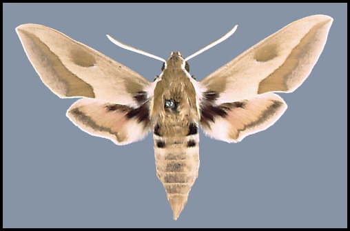 Male Hyles centralasiae, Achal-Teke region, Turkmenistan.