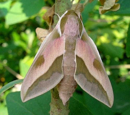 Male Hyles centralasiae, Kyrgyzstan. Photo: © Tony Pittaway.