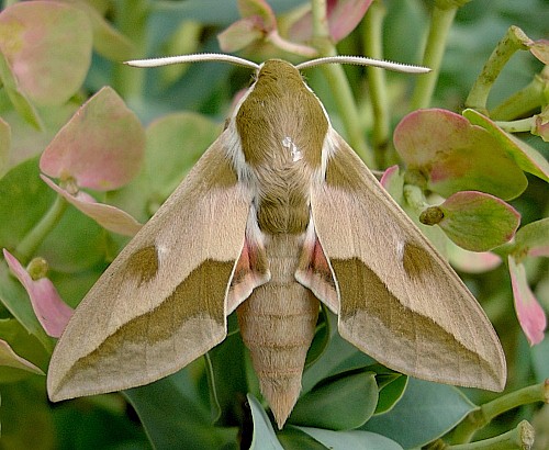 Male Hyles centralasiae, Kyrgyzstan. Photo: © Tony Pittaway.