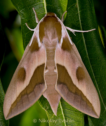 Female Hyles centralasiae, Ak-Tam, Jalal-Abad Oblast, Kyrgyzstan, August 2019. Photo: © Nikolay Ivshin.