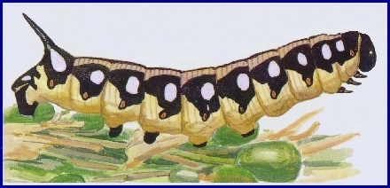 Final instar dark form larva of Hyles siehei, Turkey. Image: © Tony Pittaway.
