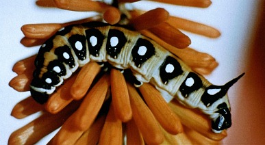 Larva of Hyles siehei, Turkey. Photo: © E. A. Loeliger.