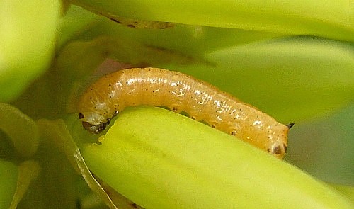 First instar larva of Hyles centralasiae, Kyrgyzstan. © Tony Pittaway.