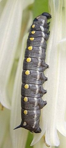 Third instar dark form larva of Hyles centralasiae, Kyrgyzstan. © Tony Pittaway.