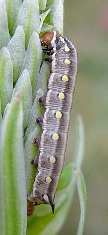 Third instar intermediate form larva of Hyles centralasiae, Kyrgyzstan. © Tony Pittaway.